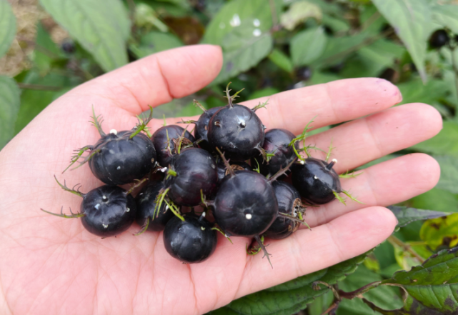 沙湾红果参熟啦一起去采摘尝鲜吧