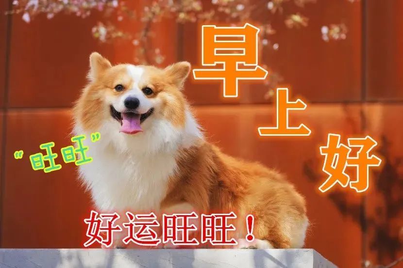 问候跟着来报到,给你道声早,祝你一天幸福乐逍遥,早安!