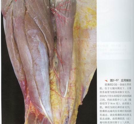 由于燕子李三的大腿肌肉较发达,表面光泽较好,直接被选中做成标本.