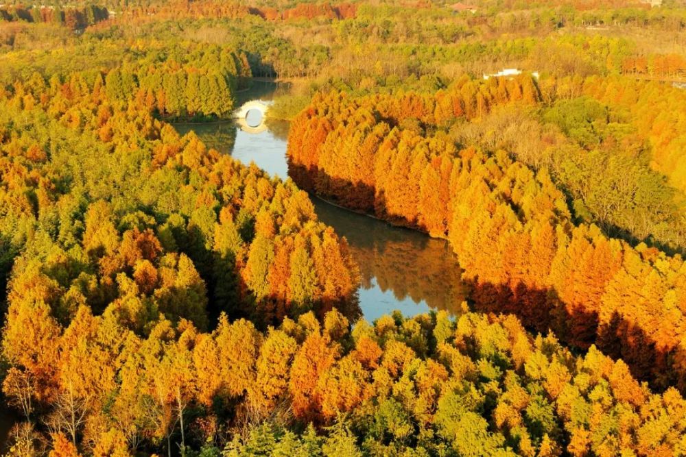 這座國家森林公園的絕美落羽杉林進入最佳觀賞期冬日暖陽紅妝素裹簡直