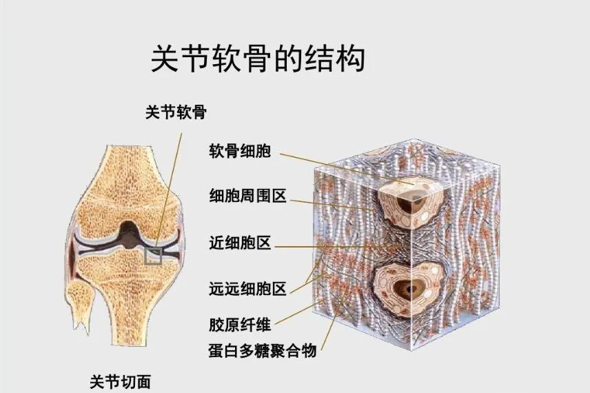 修复膝盖软骨到底哪些营养素管用