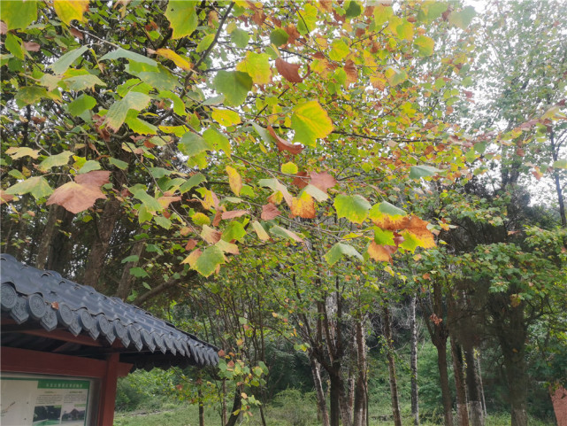 石林万家欢蓝莓庄园, 多云转阴, 5~17度楚雄彝人古镇, 晴转多云, 6~16