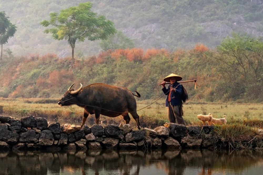 马樱花家乡耕牛