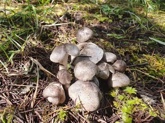 镜头下千奇百怪的雪山野生菌从另一视觉展现丽江生物多样性之美