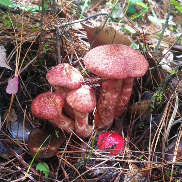镜头下千奇百怪的雪山野生菌从另一视觉展现丽江生物多样性之美