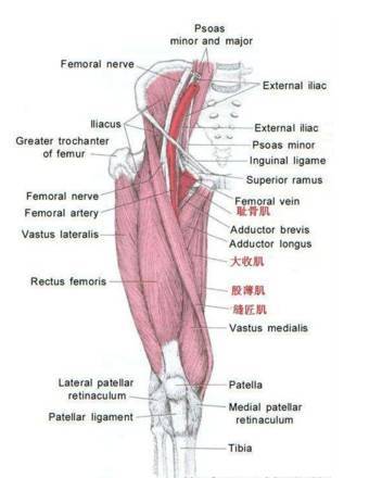 可以得出:膝盖超伸=大腿前部肌肉,小腿后侧肌肉较强(过度紧张 大腿