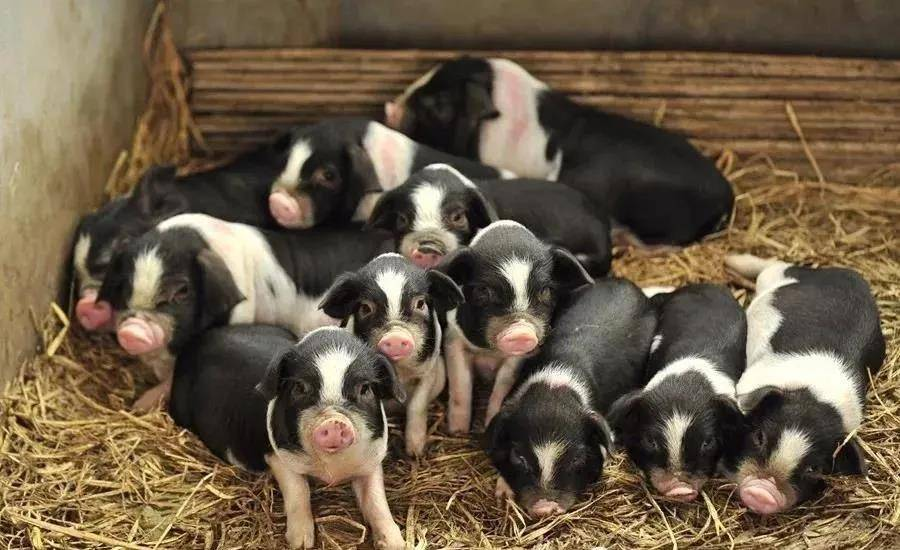 恭喜湖南@宁乡猪,你的身份证来啦