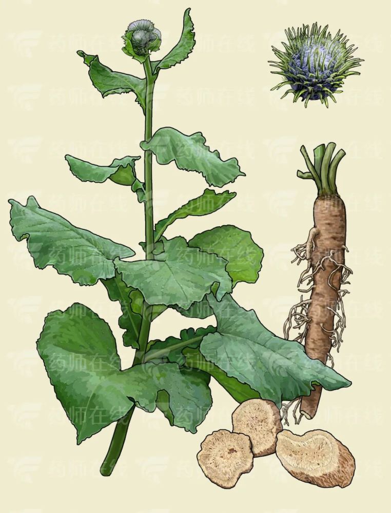 中药木香你了解多少