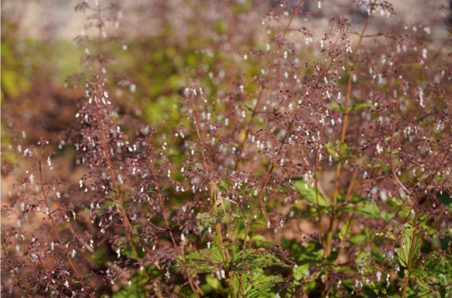 溪黄草代用茶你了解吗