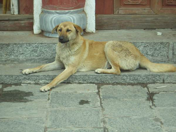 中华田园犬各大优点
