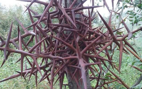 皂针皂角树上的尖刺长得吓人却有价值目前35元1斤认识下