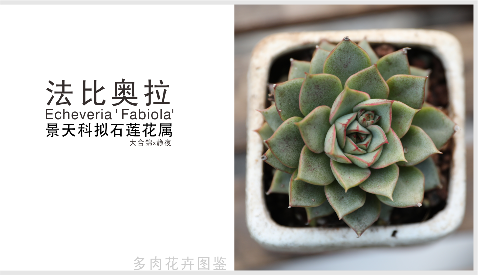 法比奥拉 景天科拟石莲花属多肉植物 大和锦与静夜的杂交品种 腾讯新闻