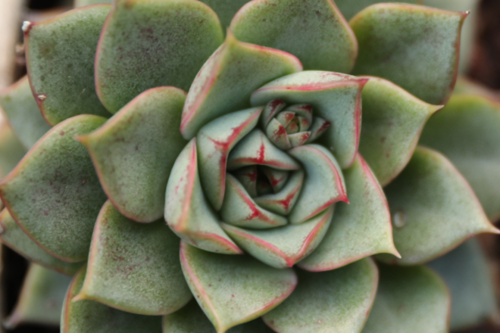 "法比奥拉"景天科拟石莲花属多肉植物,大和锦与静夜的杂交品种