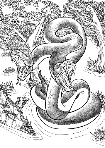 你或许不敢相信,双头蛇居然真的存在它是备受追捧的宠物.