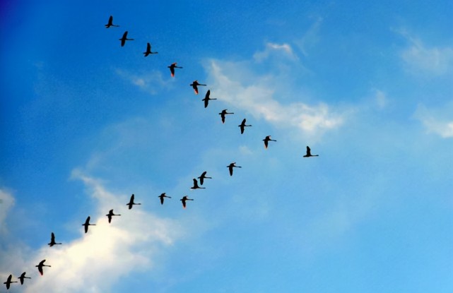 燕子年年飞往南方过冬南方究竟在哪原来很多人都理解错了