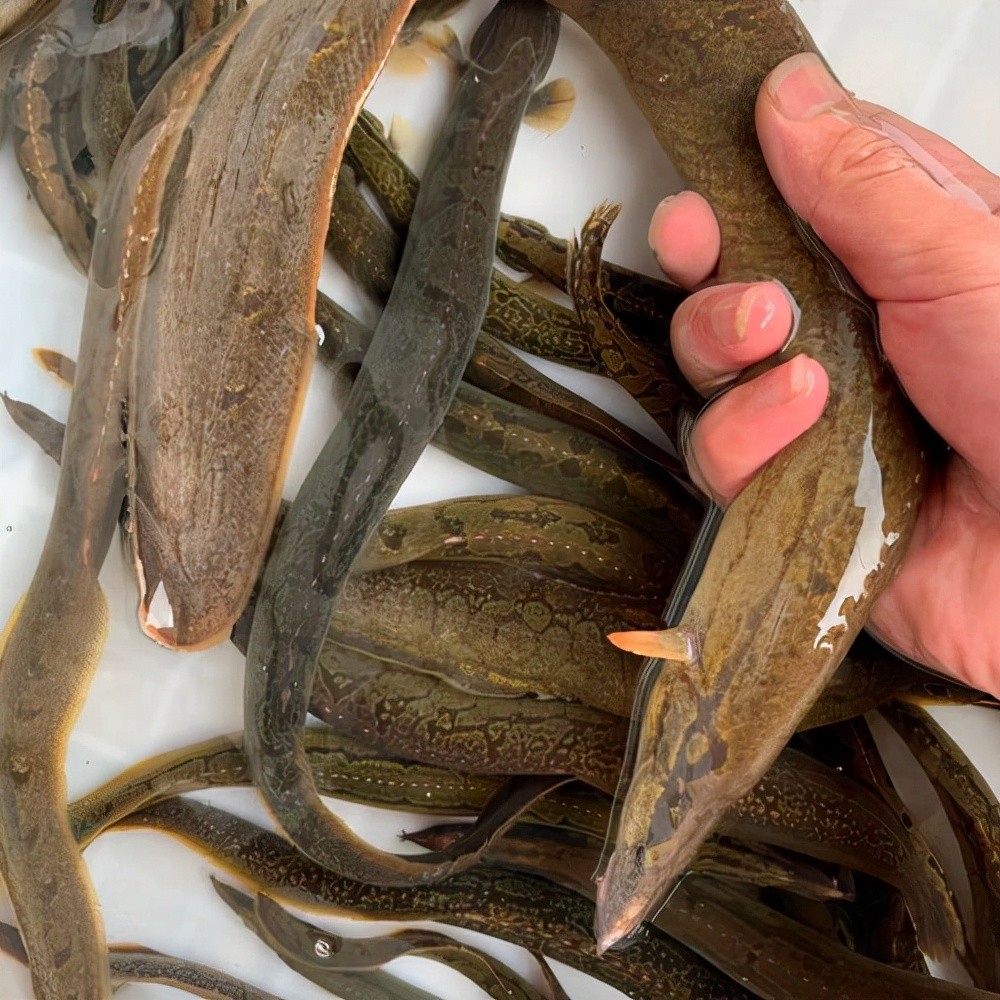 岳阳一条河边的刀鳅鱼"泛滥",一会就捡连几十条,网友:发了