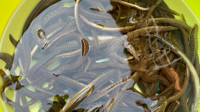 我推測可能是因為沒怎麼見過這種魚,擔心屬於保護魚種,吃了是違法行為