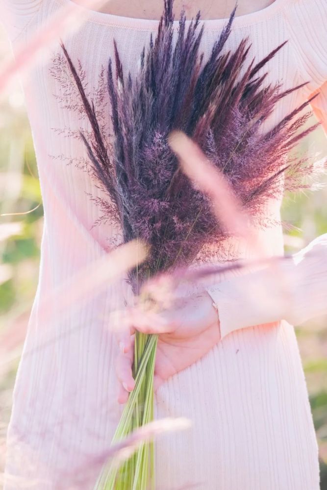 就在这2天苍海湖一大片粉黛花海刷屏朋友圈原来好多人都去这里打卡了
