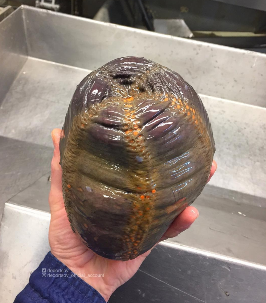 一条委屈ing的鱼儿,这瘪嘴看起来也是很"楚楚可怜"了.先来点"开胃菜".