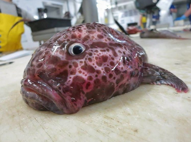 一条委屈ing的鱼儿,这瘪嘴看起来也是很"楚楚可怜"了.先来点"开胃菜".