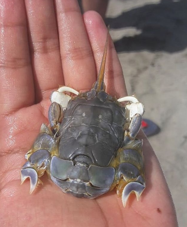 雕花"肤浅的人类,肯定没见过我这种满嘴只长了四颗牙还都龅牙的鱼吧!