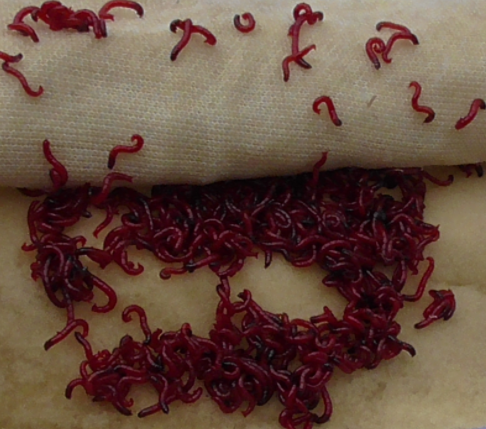 冬季钓鲫鱼红虫虽然好,但不宜存活,建议试试这3个保存方法