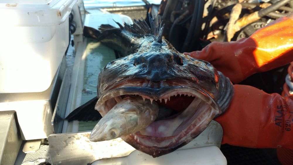 每天換20顆尖牙的海洋惡霸有藍綠色的魚肉卻成為人類餐桌上的美食