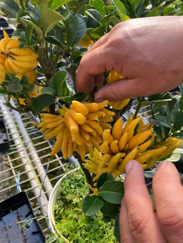 张锦林培育的得意之作佛手植株挺拔俊俏就像一个身材优美的女孩▲小