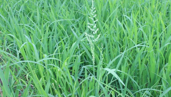 稗草是直根系还是须根系?和禾苗有什么区别?