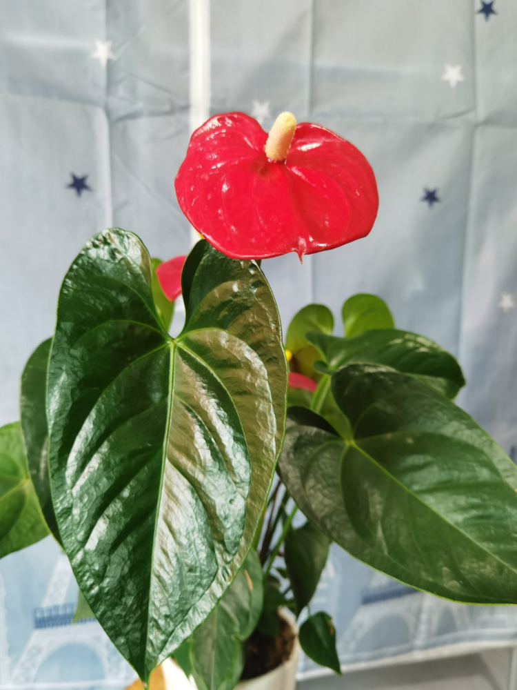 5种大叶子花千万别错过,气质十足有格调,放在家里很吉祥