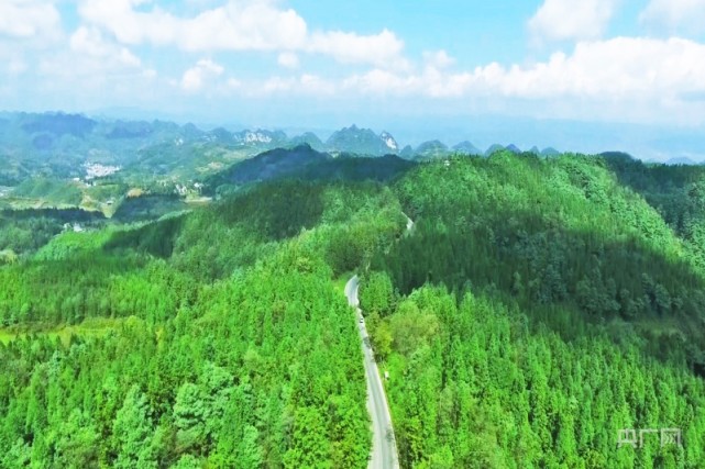 贵州纳雍:守住一方绿,换来林生金