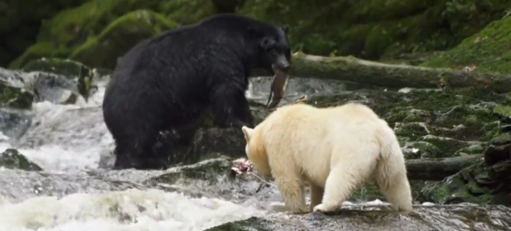 所以,乔伊会利用自己的白毛优势,看到别的黑熊在捕鱼,它就去碰瓷