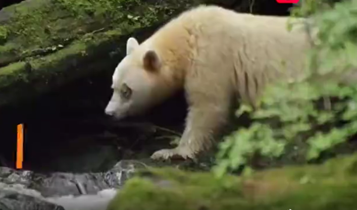 棕熊因长白了被环保组织错认成北极熊，3次送到