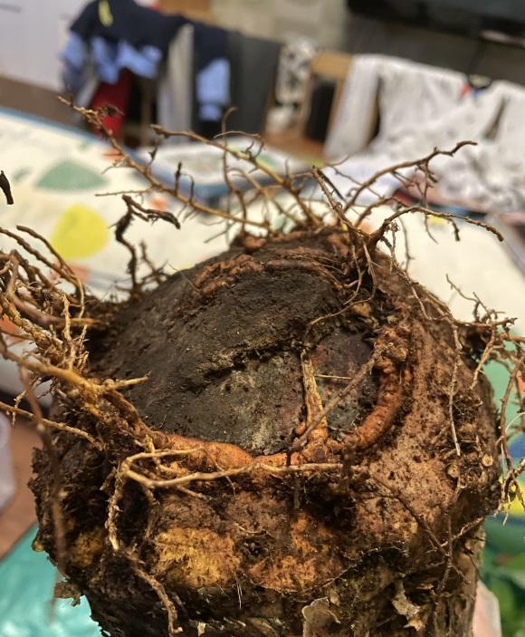 次要的原因就是室内的温度,湿度比较低,很多的发财树,都是没有根系的