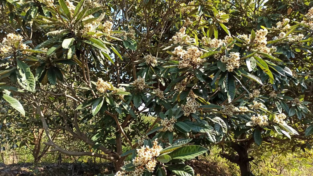 枇杷花和叶是一种好药材 来看看你了解多少 腾讯新闻