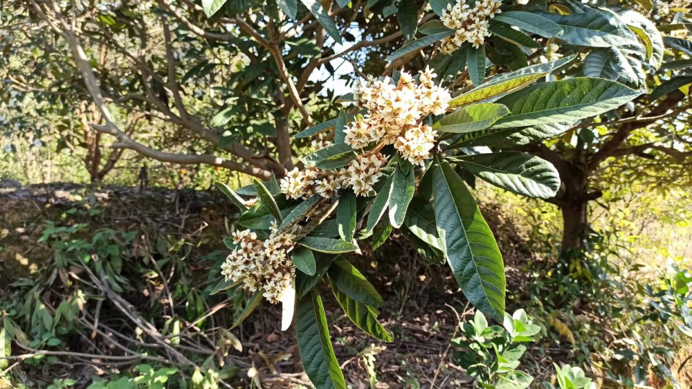 枇杷花和叶是一种好药材 来看看你了解多少 腾讯新闻