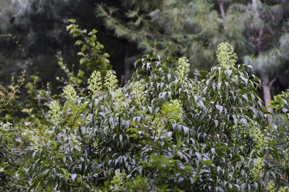 似茶非茶的药用植物——异叶梁王茶_腾讯新闻