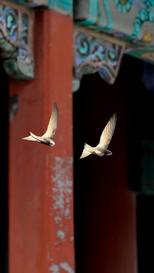 无脚鸟雨燕一生边飞边睡求偶交配也在空中落地等于死亡