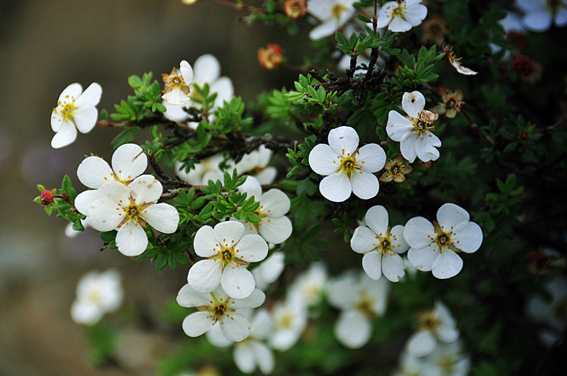 高原上的精灵——银露梅