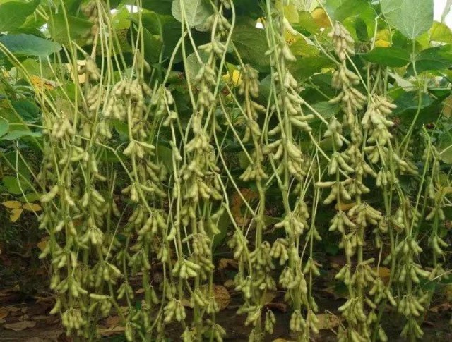 这个"豆坚强",就是我省大豆专家卢为国研究员带领省农科院大豆育种