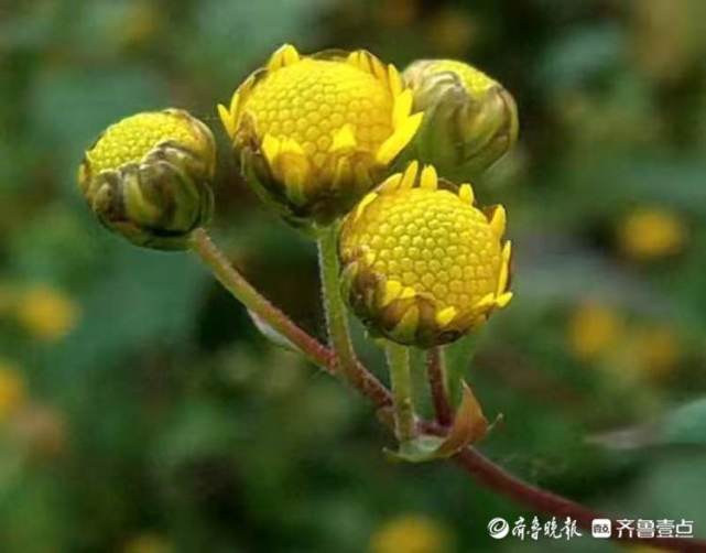 冬日野菊花花開爭豔