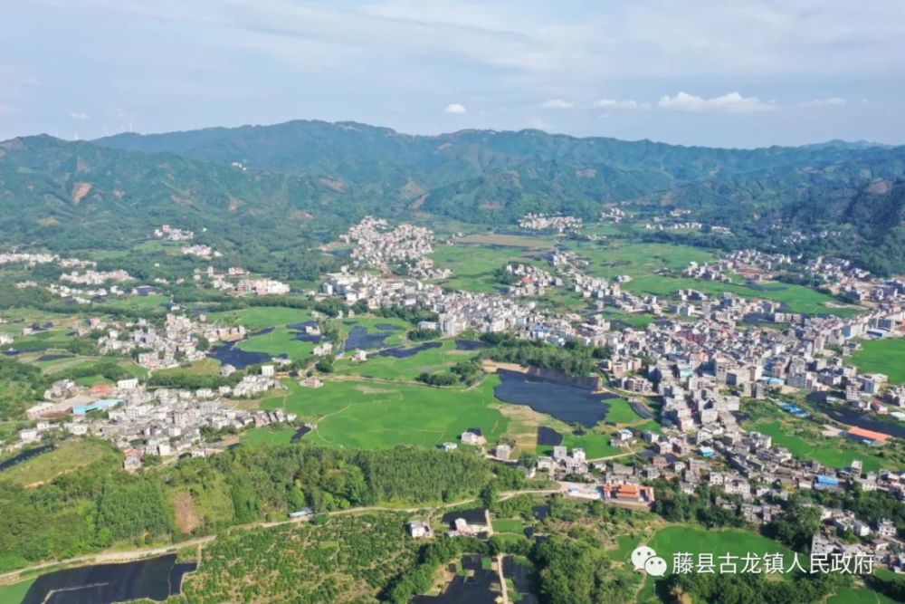 八角作为藤县古龙镇的特色产业,已有百年种植历史,全镇八角林约16万亩