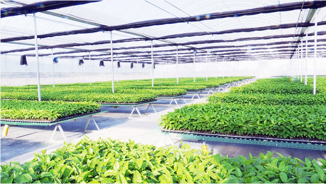 在乌迳镇官门楼村百香果育苗基地,正进行着育苗,分株,嫁接等繁育环节.