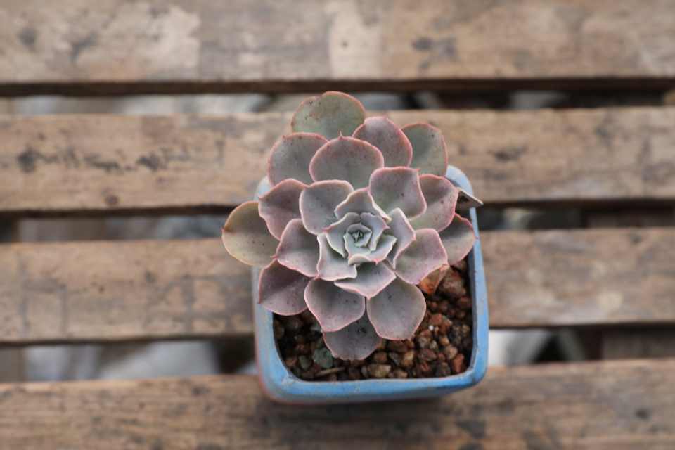 原始晨光景天科拟石莲花属多肉植物包菜系列叶边波浪状
