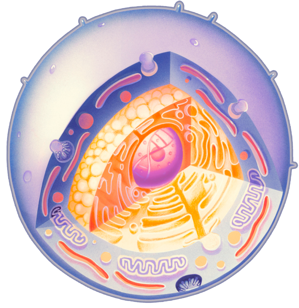 美图分享细胞精美超清大图