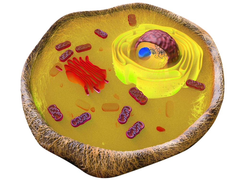 美图分享细胞精美超清大图