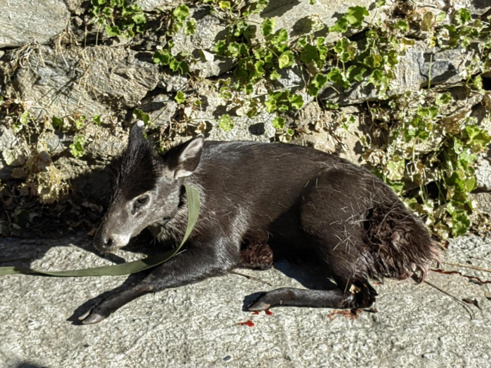 被野狗攻击在丹巴国家一级保护动物黑麂躲进一民宿