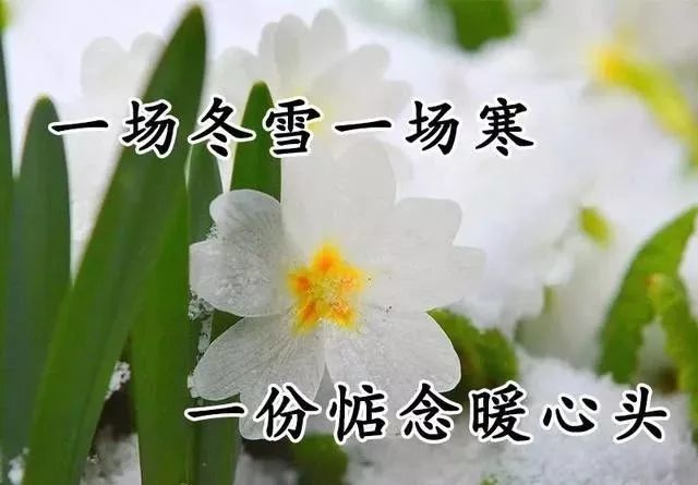 最新大雪早上好日常祝福语大全大雪问候语录图片