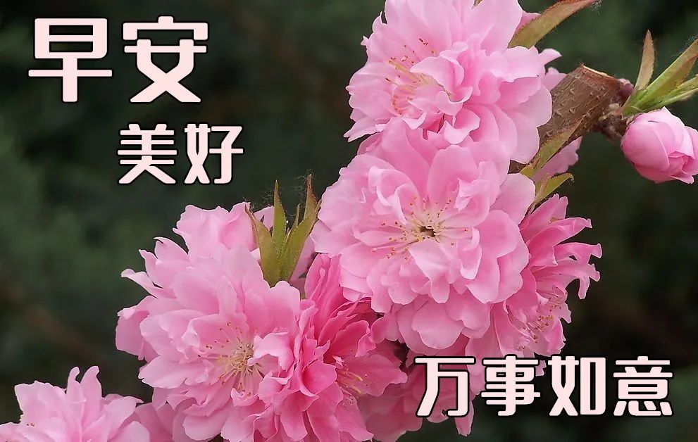 创意唯美的清晨早上好带字祝福图片温馨早安问候语正能量句子