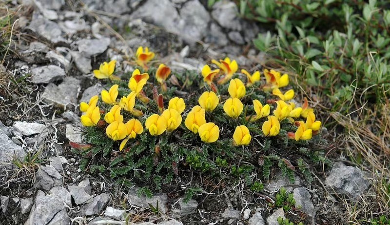 【四】垂懸大戟(euphorbia gradyi),又稱穿山虎,一盤棋,大戟科大戟屬